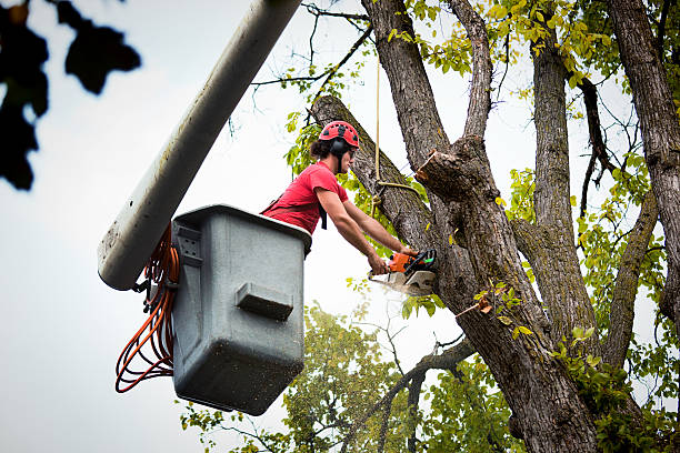 Why Choose Our Tree Removal Services in Brownsville, TX?