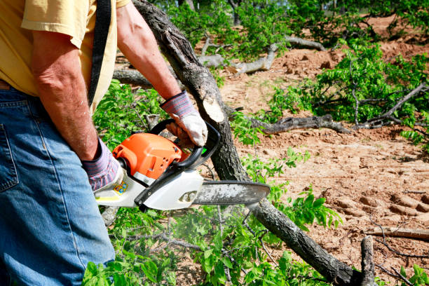 Professional  Tree Services in Brownsville, TX